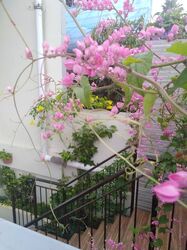 Nanyang Park (D19), Terrace #577229611